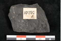 Foto (Detailansicht) von Camptopteris haastii Ettingshausen (NHMW-GEO-2024-0188-10297b)